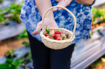 Midsection of person holding apple in basket