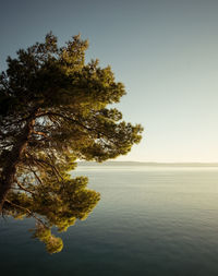 Tree by sea against sky