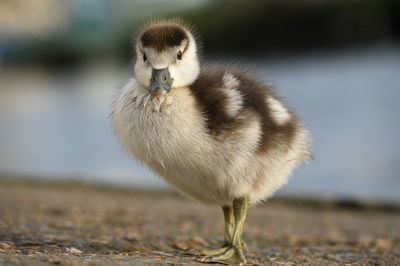Close-up of young bird in lake