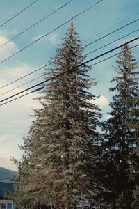 Low angle view of trees against sky during winter