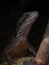 Close-up of a lizard