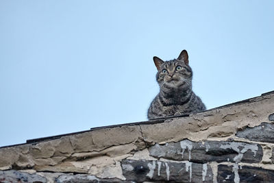 Low angle view of cat on wall against clear sky