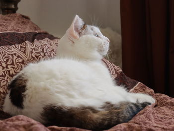 Close-up of cat relaxing on bed at home