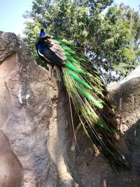 Close-up of peacock perching on wood