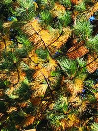 High angle view of pine tree