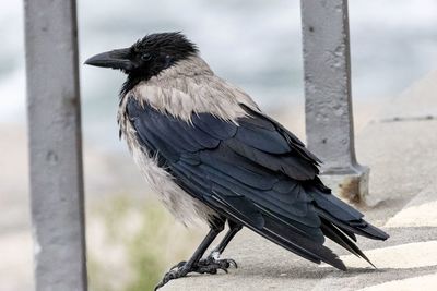 Close-up of raven perching on railing