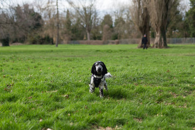 Dog running on grassy field