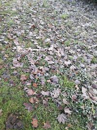 Full frame shot of leaves