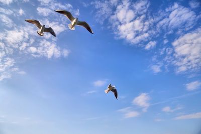 Low angle view of seagulls flying in cloudy sky