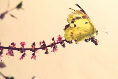 Close-up of insect on flower against sky