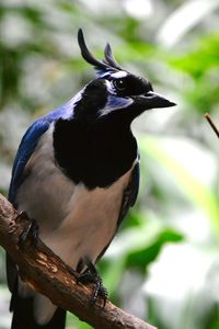 Close-up of bird perching on branch