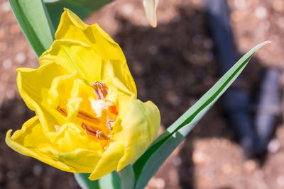 Close-up of yellow flowering plant