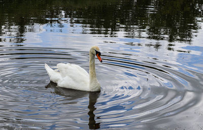 Swan swimming in lake