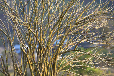 Close-up of bare tree against sky