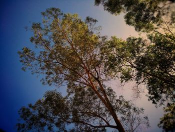 Low angle view of trees against sky