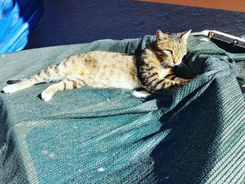 High angle view of cat lying on carpet