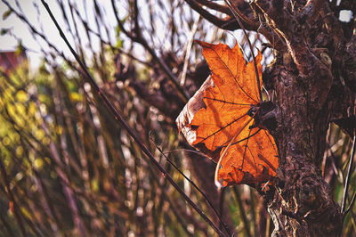 Close-up of autumn leaf on tree