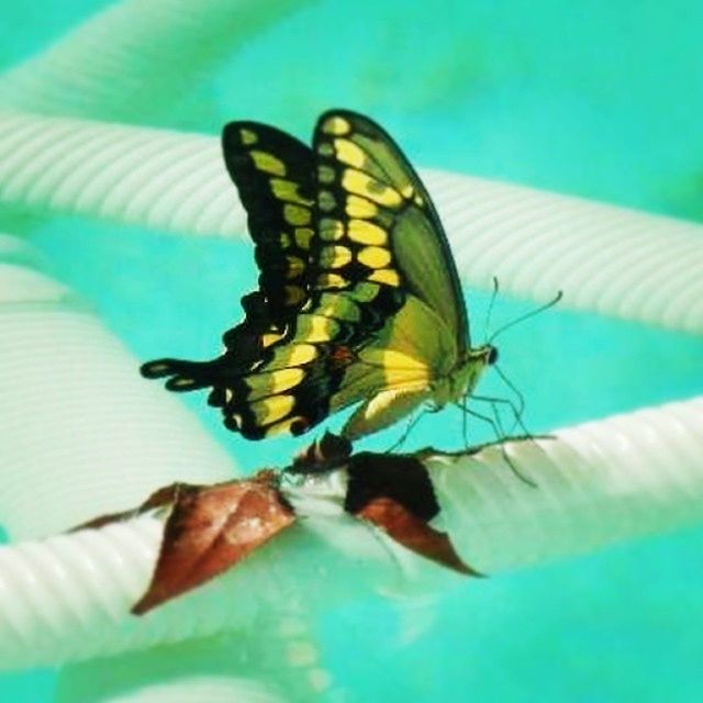 one animal, animal themes, animals in the wild, insect, wildlife, indoors, close-up, full length, blue, butterfly - insect, perching, nature, butterfly, selective focus, high angle view, focus on foreground, day, leaf, no people, animal markings