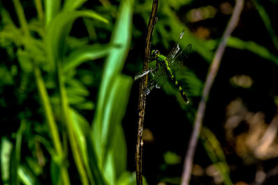 Close-up of grass