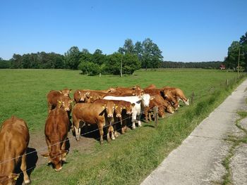 Cows on grassy field against sky