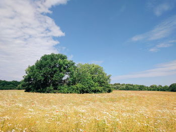 Trees on field against sky