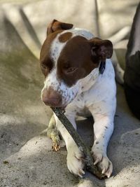 Portrait of dog sitting outdoors with a stick