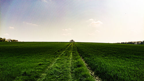 Scenic view of agricultural field against sky