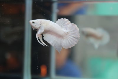 Close-up of fish in tank