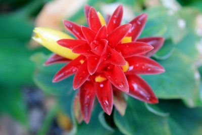 Close-up of red flower