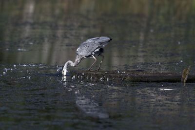 Bird flying over lake