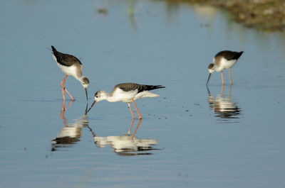 Birds in lake