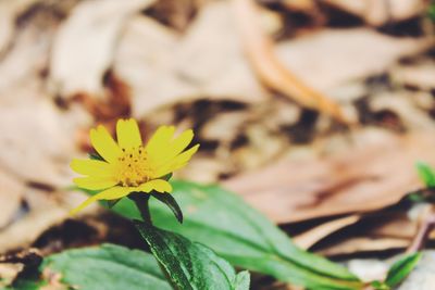 Close-up of yellow flower blooming outdoors