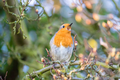 Close-up of bird perching on branch