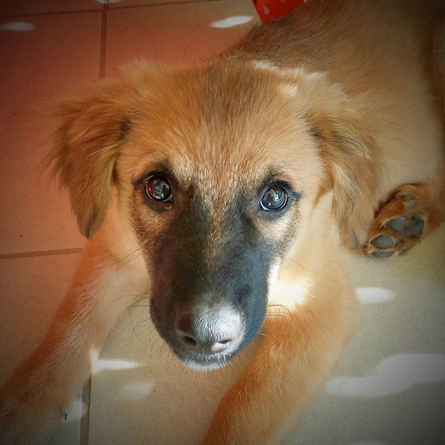 animal themes, domestic animals, one animal, pets, dog, indoors, mammal, looking at camera, portrait, close-up, animal head, home interior, brown, young animal, high angle view, focus on foreground, sitting, puppy, no people, zoology