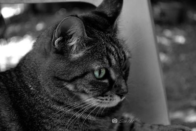 Close-up portrait of a cat