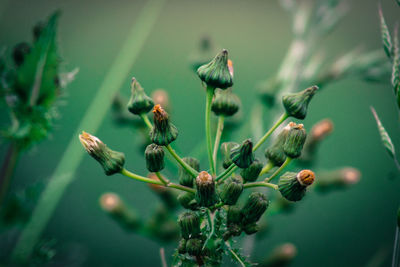 Close-up of plant against blurred background