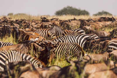 Wildebeest and zebras on a field