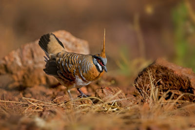 Close-up of bird