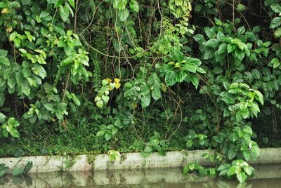 Close-up of flowering plants growing in forest