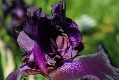 Close-up of purple rose flower