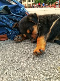 Close-up of dog lying down on street