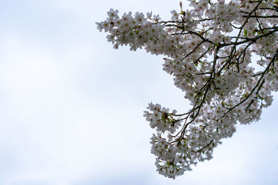 Low angle view of cherry blossoms against sky