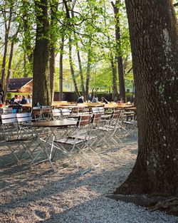 Trees in the forest