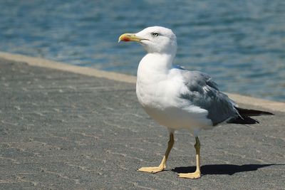 Close-up of seagull perching on shore