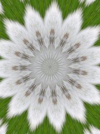 Close-up of white dandelion flower