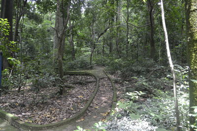 Trees in forest