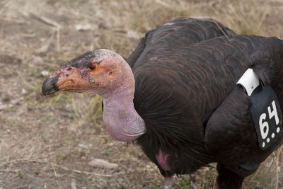 Close-up of duck on field