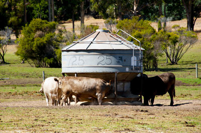 Cow standing on field