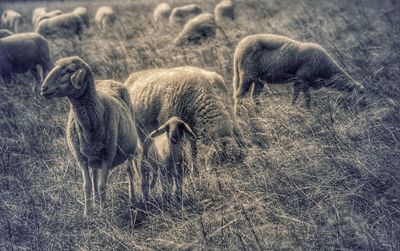 Sheep on grassy field