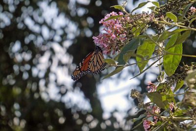 Close-up of butterfly pollinating on flower